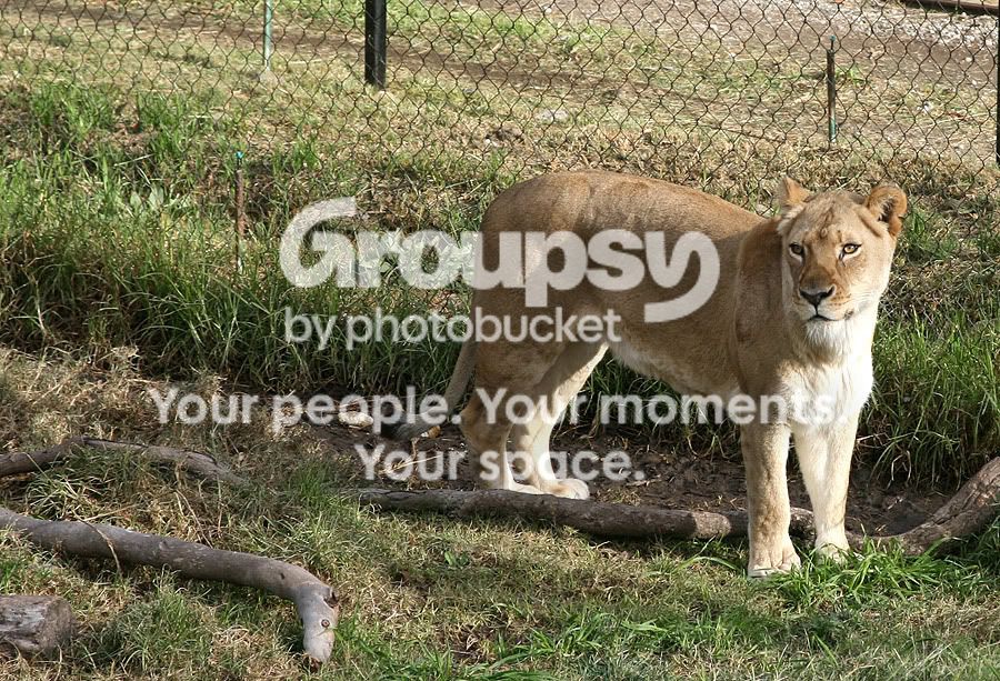 lioness.jpg