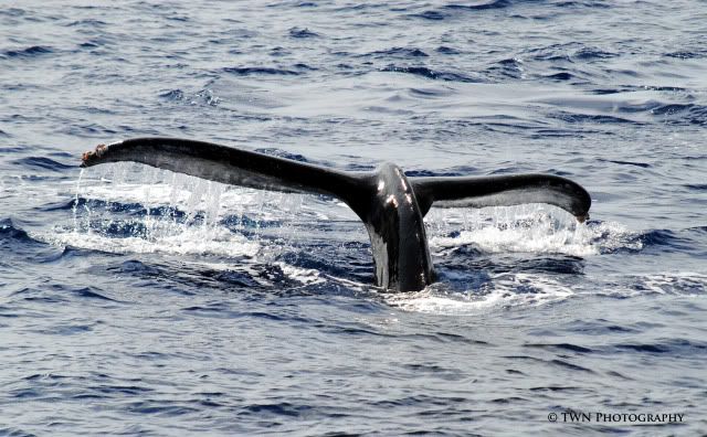 Trip2-Tail11.jpg