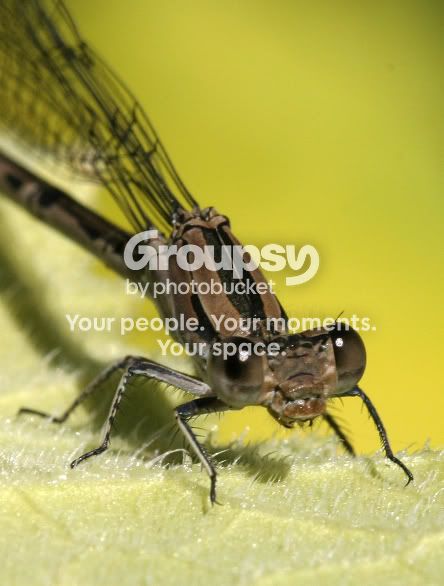 Wadebug10031a.jpg