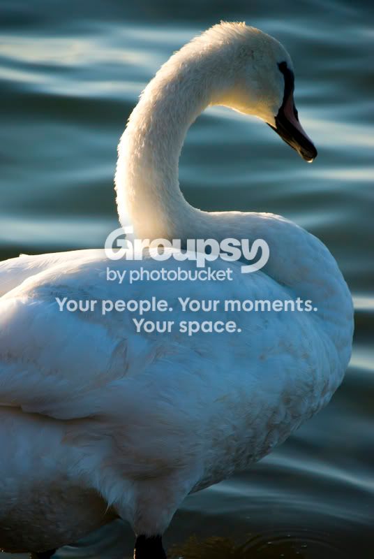 Swan3.jpg