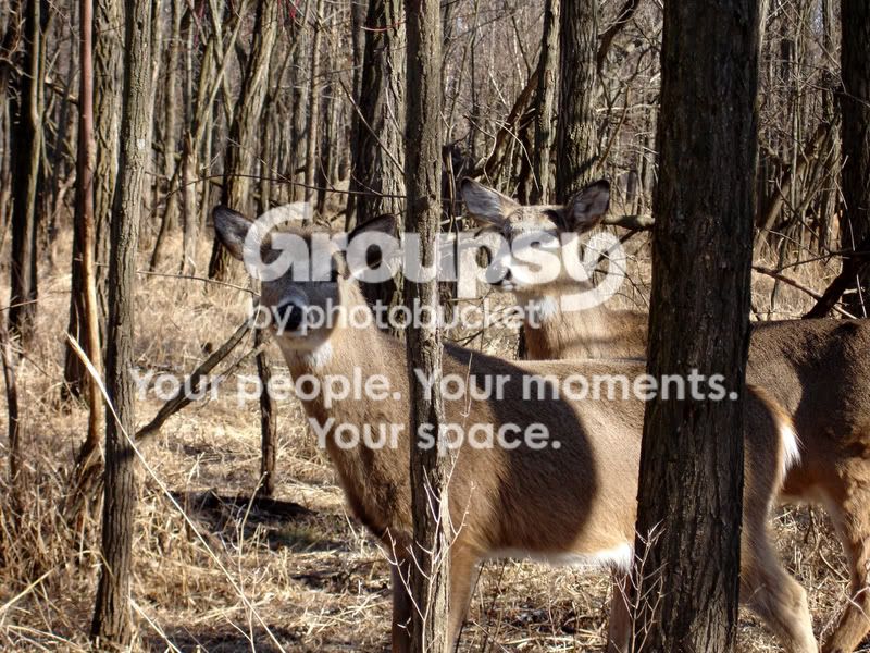 deeratGooseIsland.jpg
