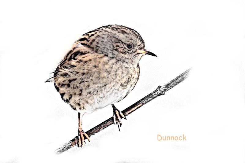 GardBird-5_zps7b5c3d02.jpg
