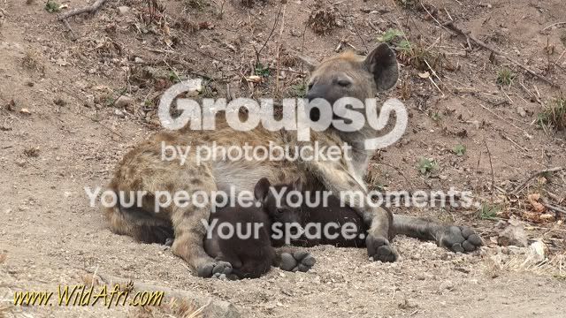 hyena-1.jpg