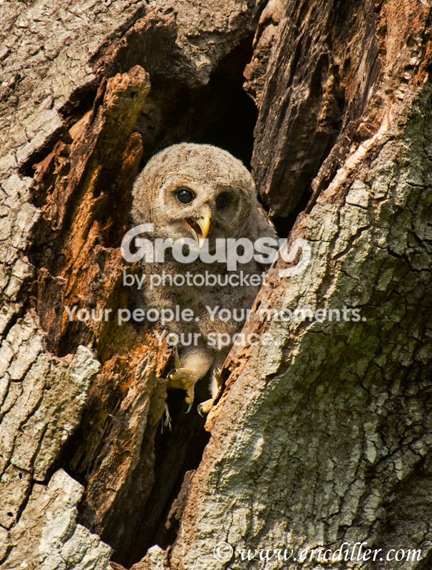 _ECD4403-copy800.jpg