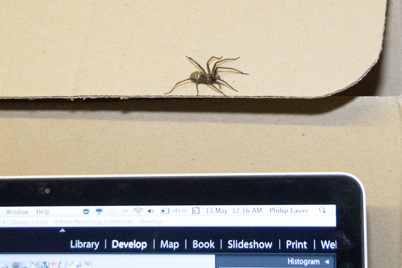 spider-2.jpg