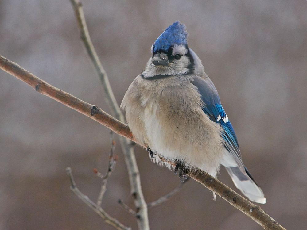 BlueJay27Dec2014_zpscc3d4710.jpg
