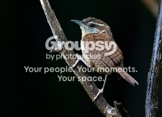 Carolina-Wren-5_RS.jpg