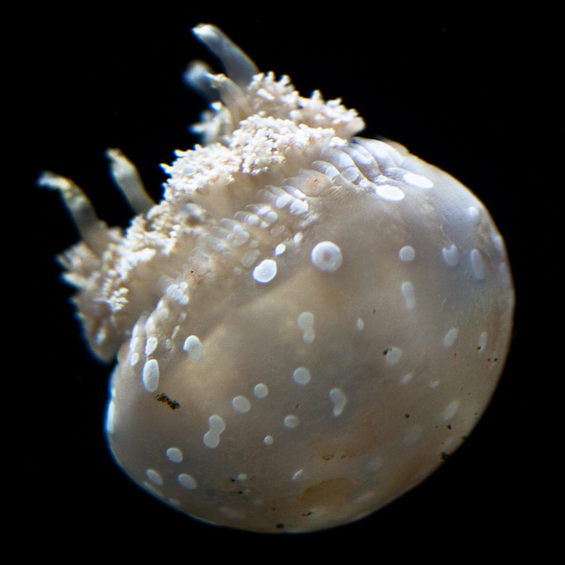 5881026715_a0590740bc_b.jpg