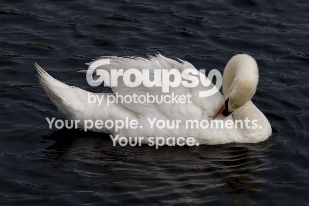 swan.jpg