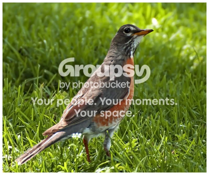 bird_1_1.jpg