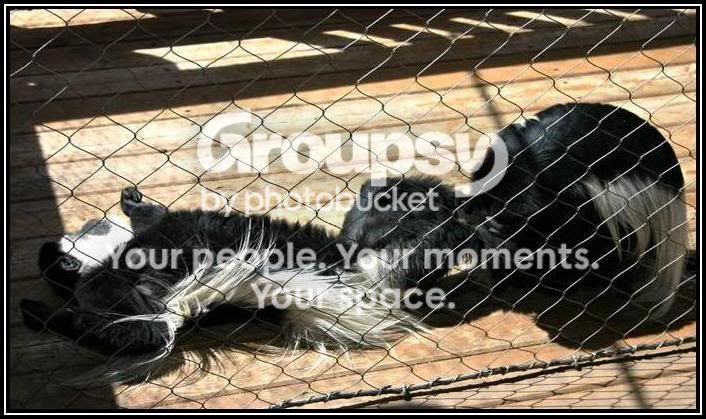 monkeysit-ups.jpg