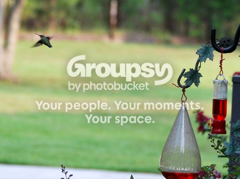 hummingbird2.jpg