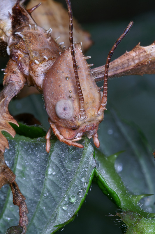 phasmid_13.jpg