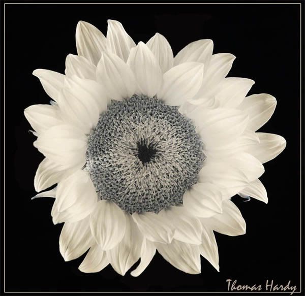 Sunflower2-SubmissionSized-small.jpg