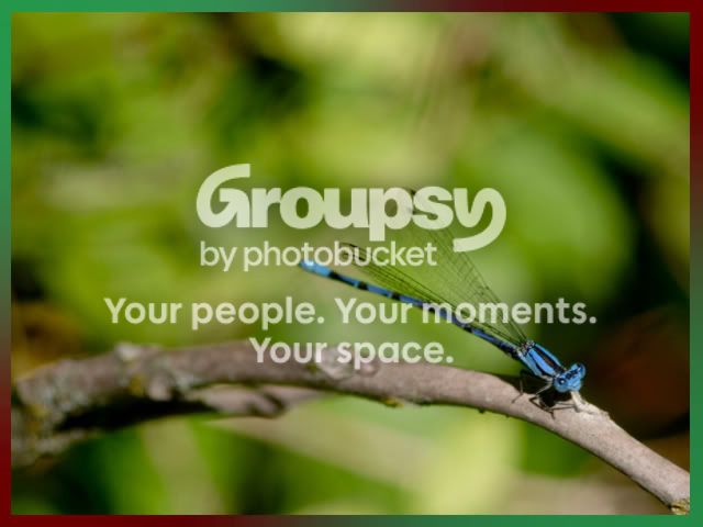 Dragonfly.jpg