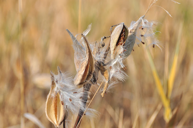 milkweed.jpg