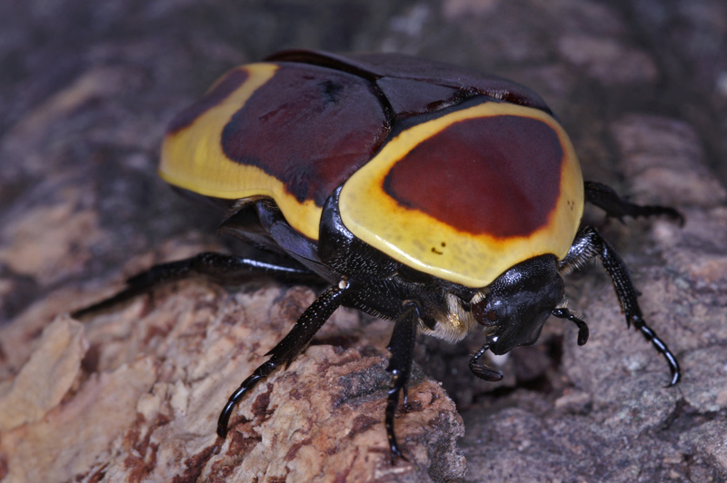 rosechaffer_04.jpg