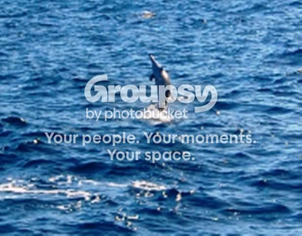 SpinnerDolphinCrop.jpg