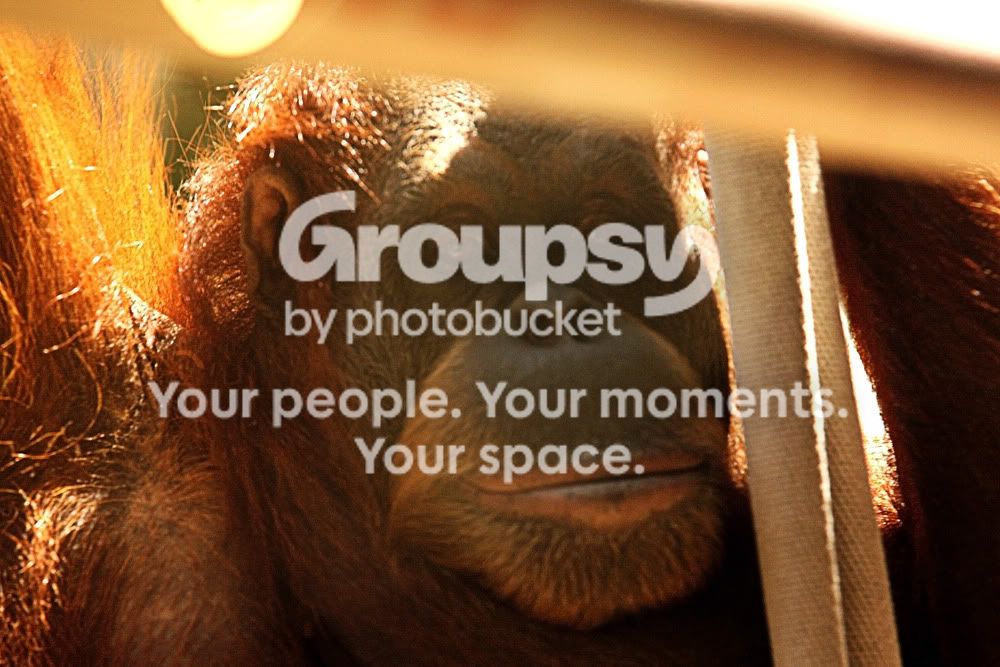 OrangutanatMelbourneZoocopysmall.jpg