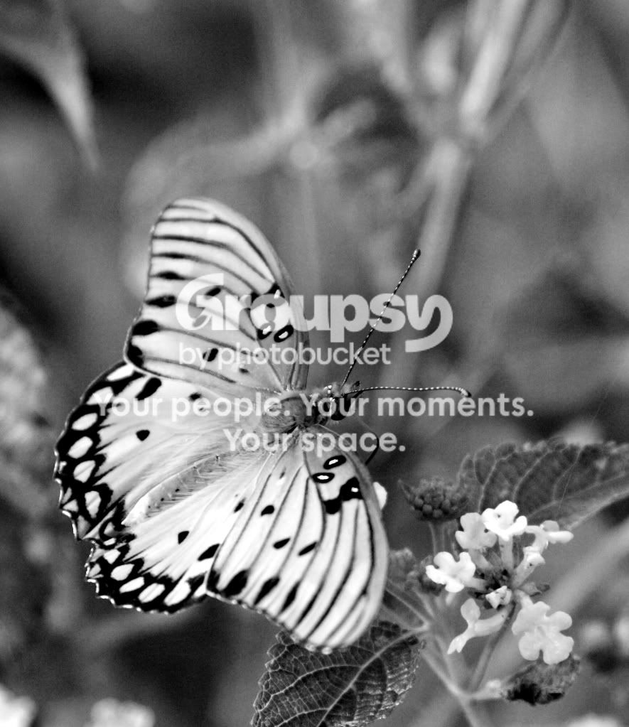 buterfly1.jpg