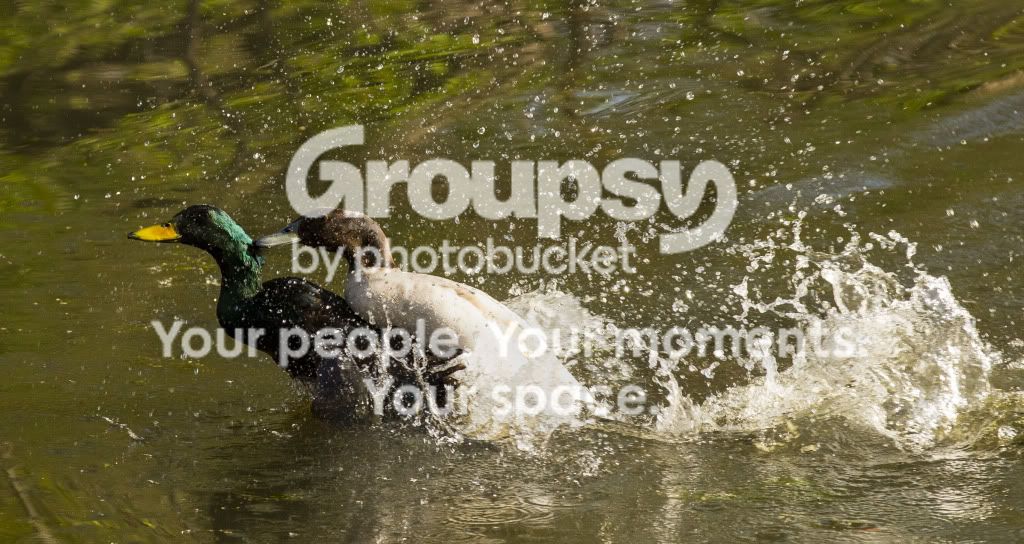 WhattheDuck.jpg