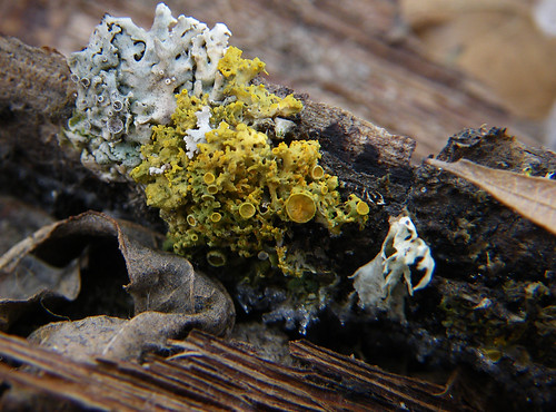 3326594440_40bbdebe0e.jpg