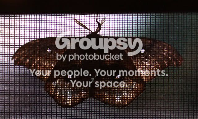 MOTH_2694.jpg