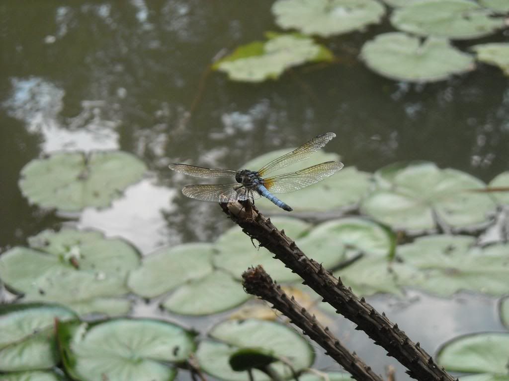 fishandturtlepond6.jpg