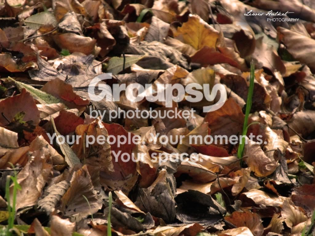 Autumleaves.jpg