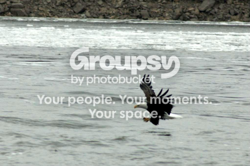 owl015-1.jpg