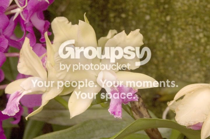 flower1a.jpg