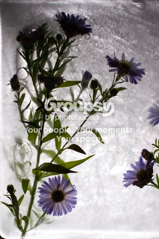 Frozen_1399.jpg