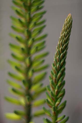 barbadensis_5439share.jpg