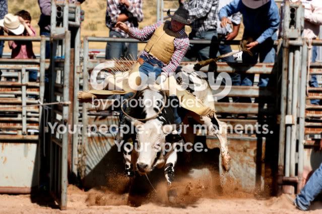 bull.jpg