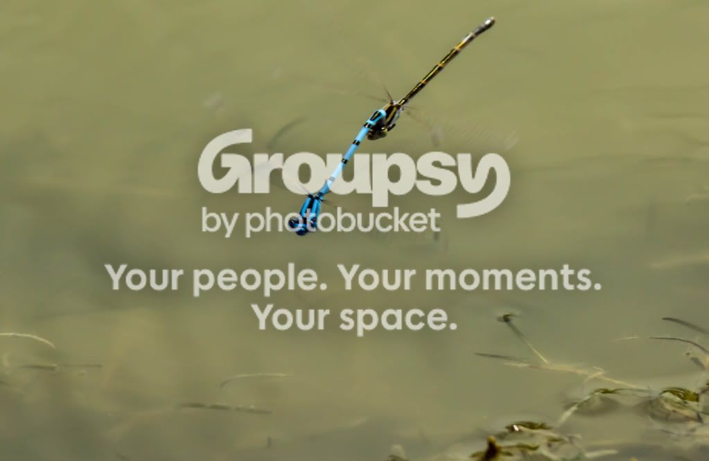 Dragonfly2.jpg