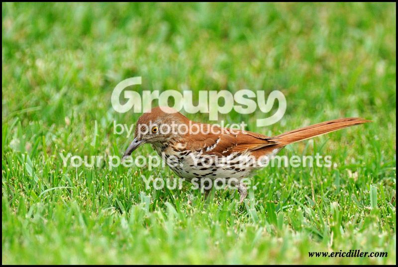 PIC_7222copy.jpg