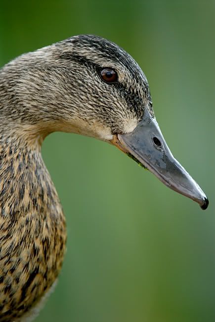 _D2N6305_duck.jpg