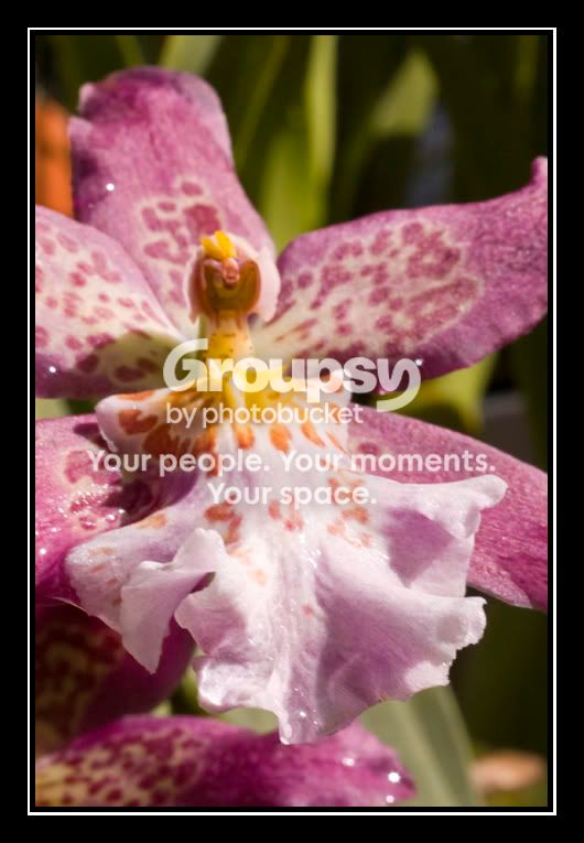 orchid.jpg