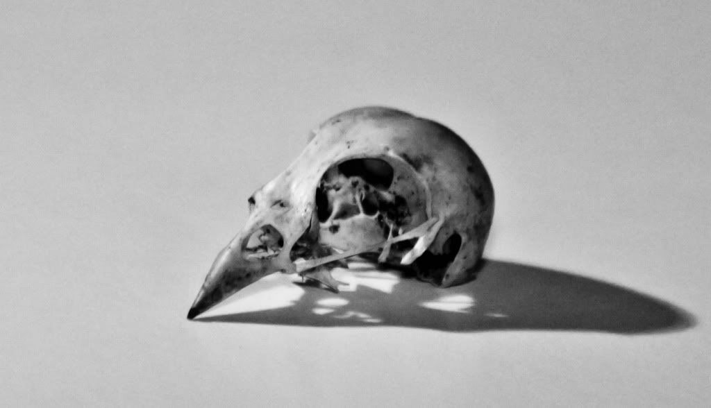 RooksSkull1.jpg