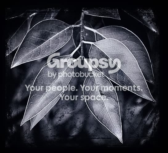 myspacebackground-leaves.jpg