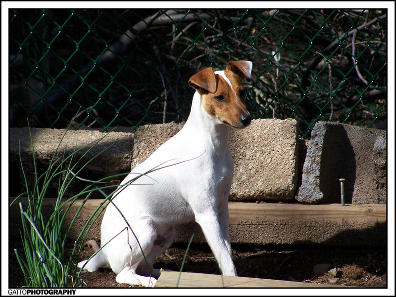 Jack_Russel_by_Dominick_AR.jpg