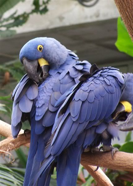 CT142Macaws.jpg