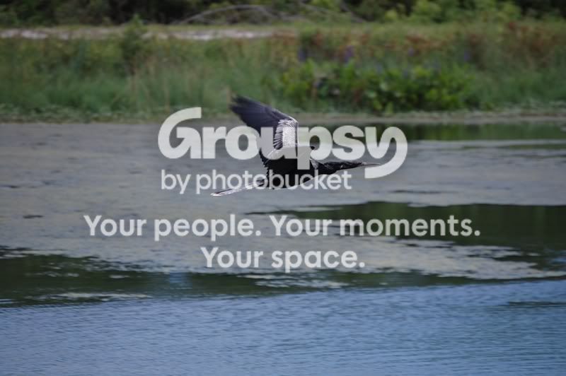 Underwaterbird.jpg