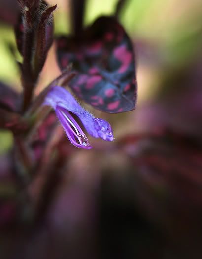 littlefloweranddroplet1small.jpg