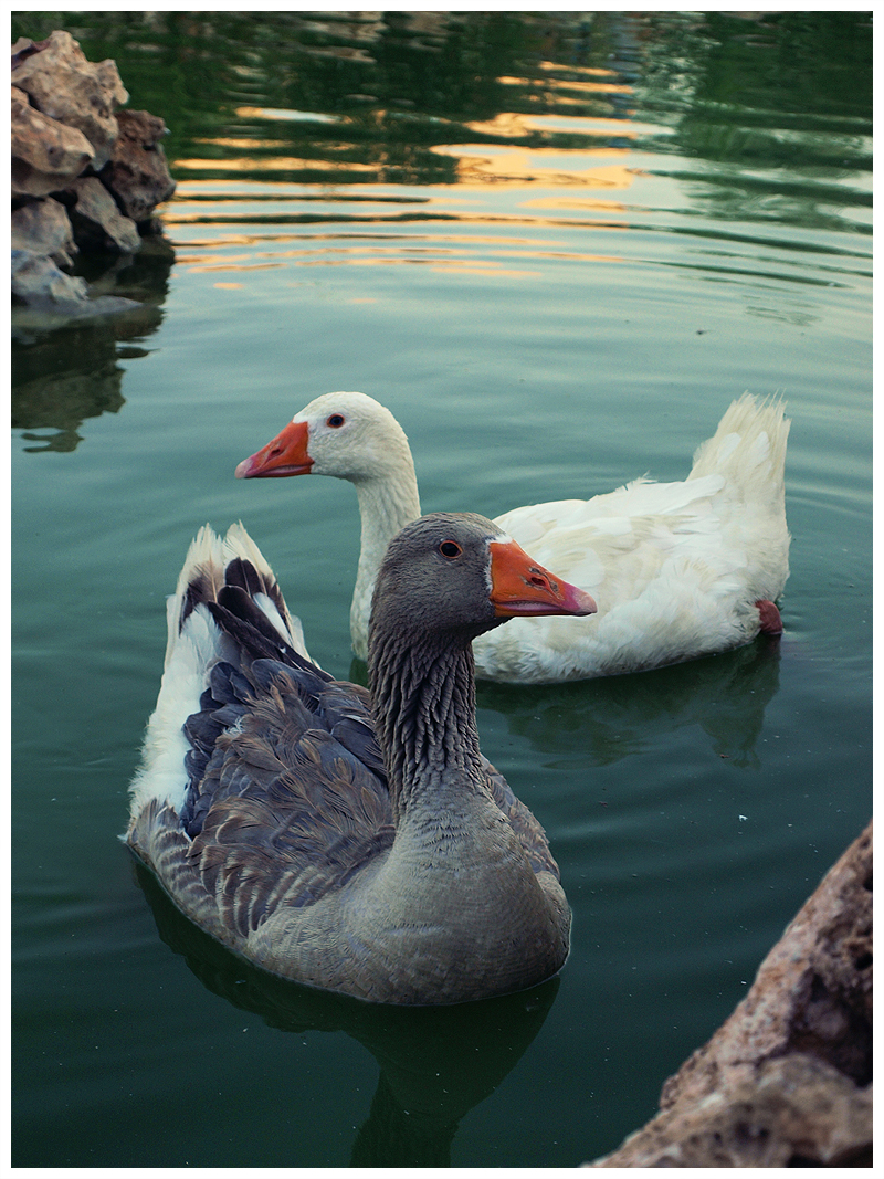 Geese_by_Akasunanosasori01.jpg