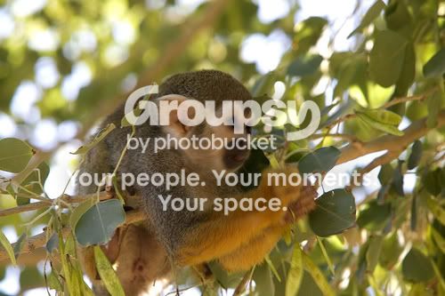 monkey.jpg