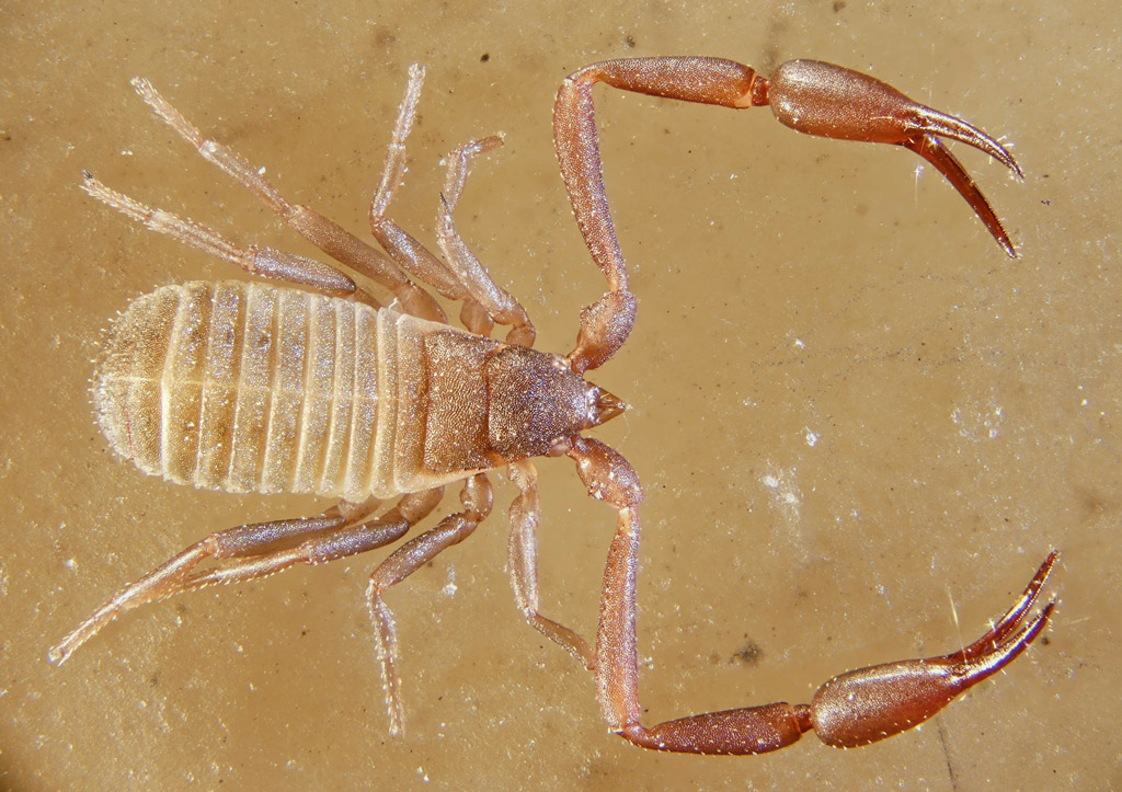 pseudoscorpion_19.jpg