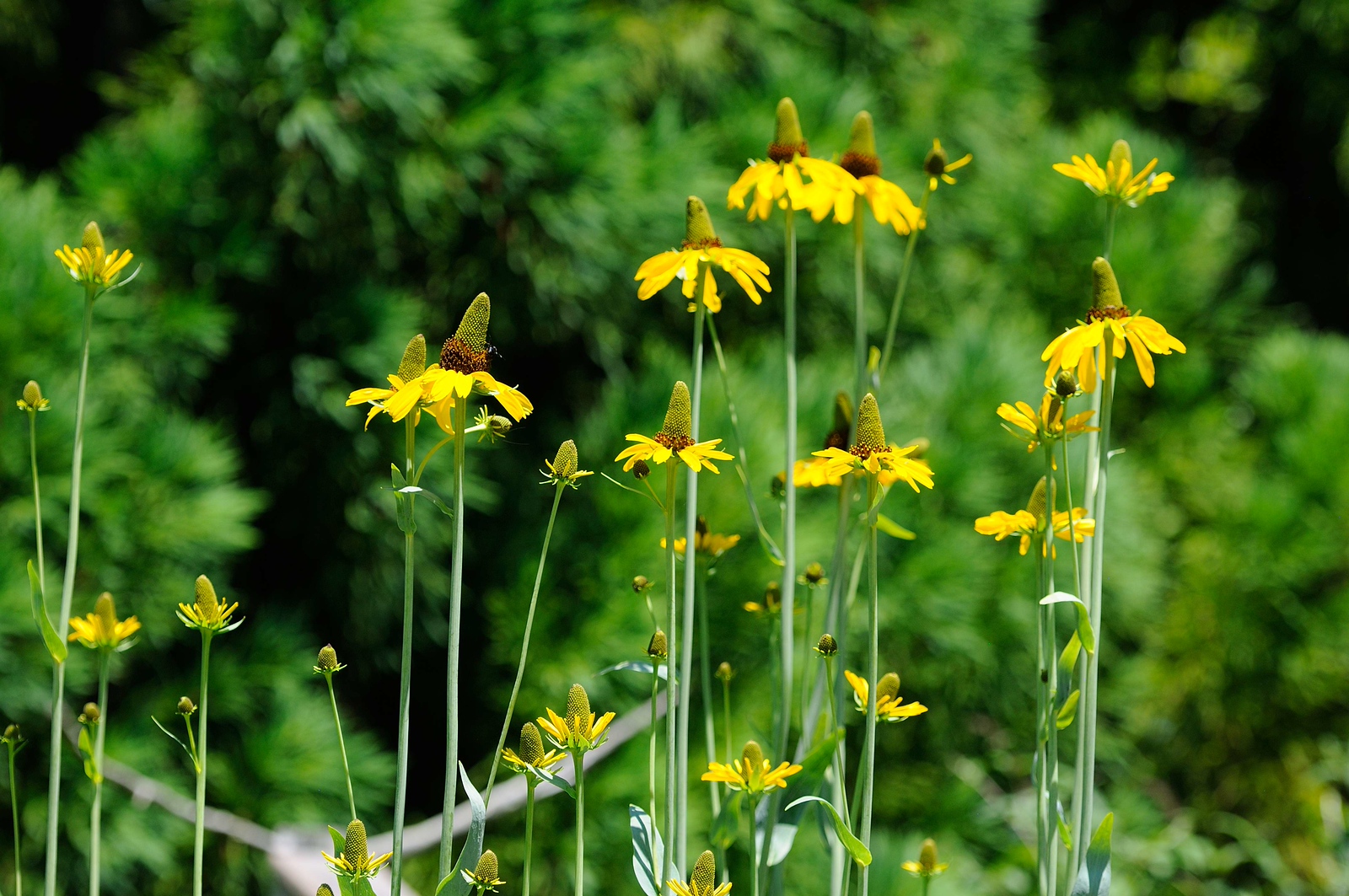 DSC_00069-X3.jpg
