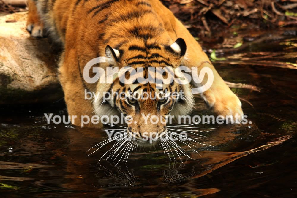 SumatranTigercopysmall.jpg