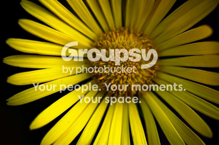 close_up_002.jpg